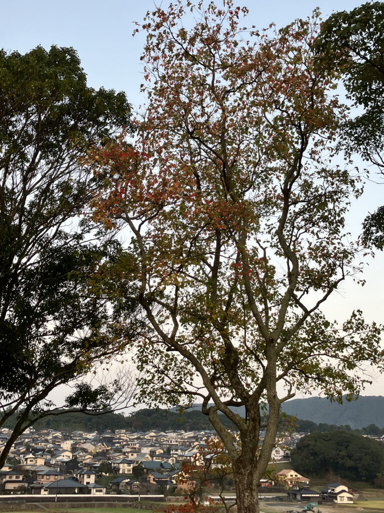 2025年11月14日 都坂の紅葉