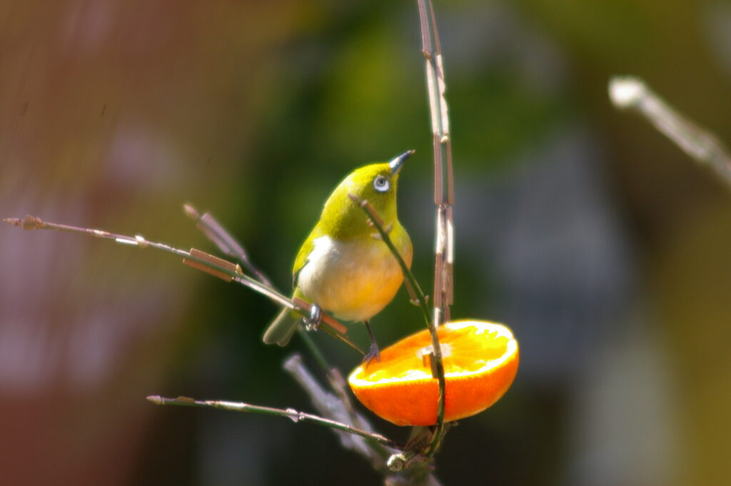 野鳥：都坂の公園や庭に飛来