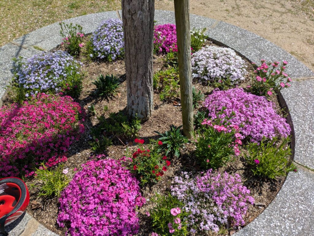 お花見会が開催されました✨